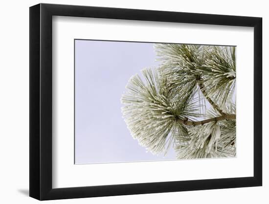 Pine bough with heavy frost crystals, Kalispell, Montana-Adam Jones-Framed Photographic Print