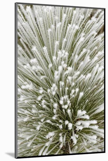 Pine bough with heavy frost crystals, Kalispell, Montana-Adam Jones-Mounted Photographic Print