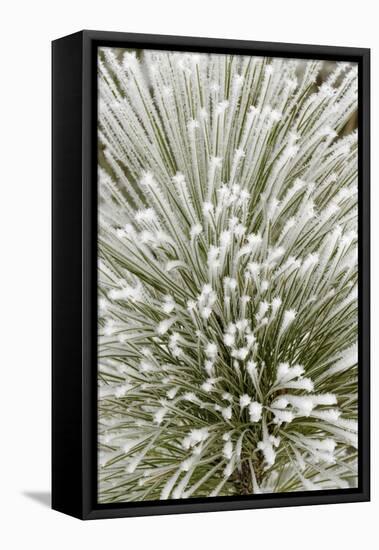 Pine bough with heavy frost crystals, Kalispell, Montana-Adam Jones-Framed Premier Image Canvas