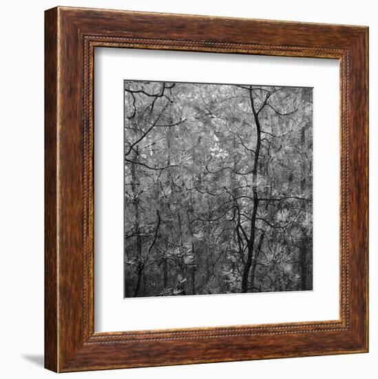 Pine Bramble-Erin Clark-Framed Art Print