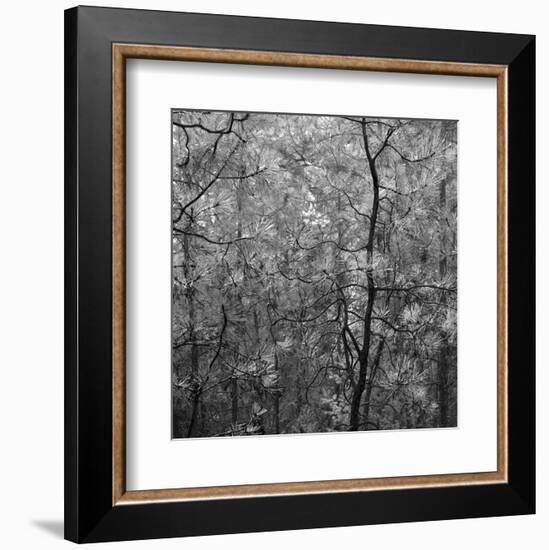 Pine Bramble-Erin Clark-Framed Art Print