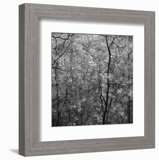 Pine Bramble-Erin Clark-Framed Art Print