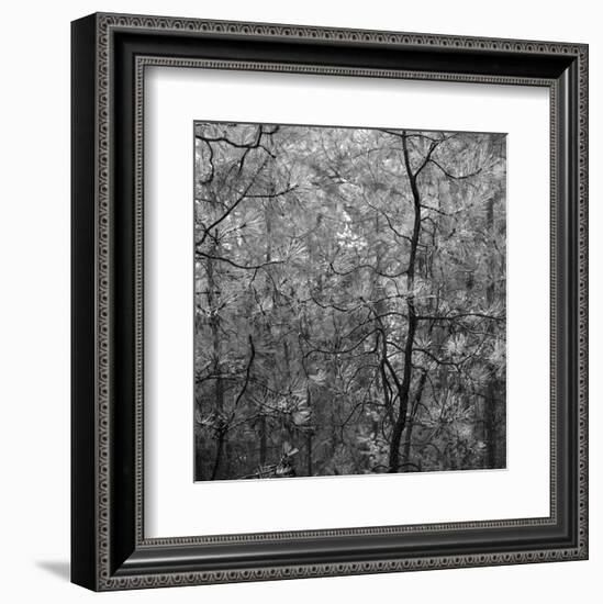 Pine Bramble-Erin Clark-Framed Art Print