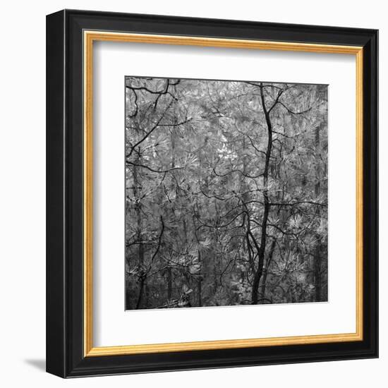 Pine Bramble-Erin Clark-Framed Art Print