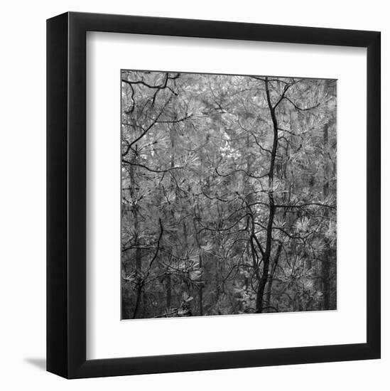 Pine Bramble-Erin Clark-Framed Art Print