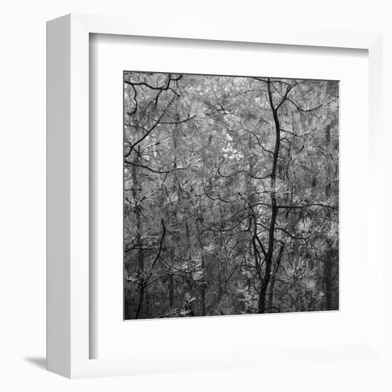 Pine Bramble-Erin Clark-Framed Art Print