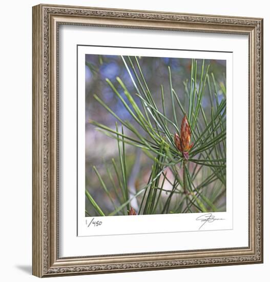 Pine Bud-Ken Bremer-Framed Limited Edition