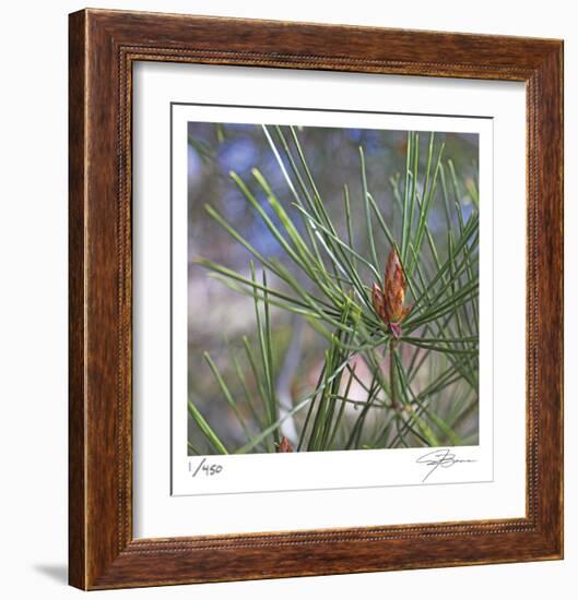 Pine Bud-Ken Bremer-Framed Limited Edition