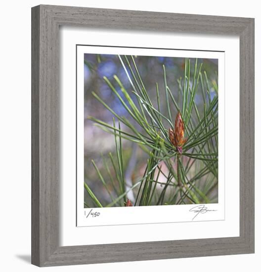 Pine Bud-Ken Bremer-Framed Limited Edition