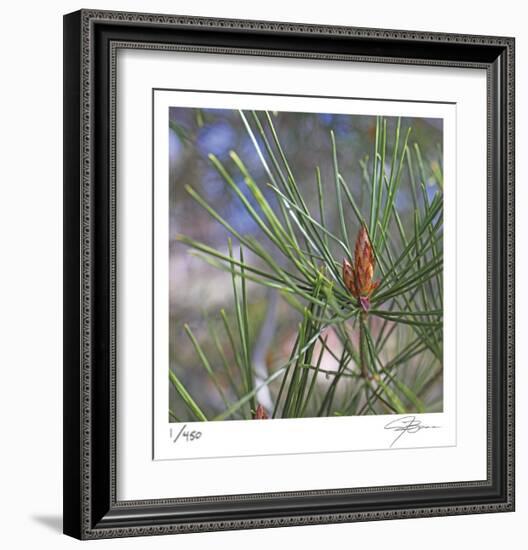 Pine Bud-Ken Bremer-Framed Limited Edition