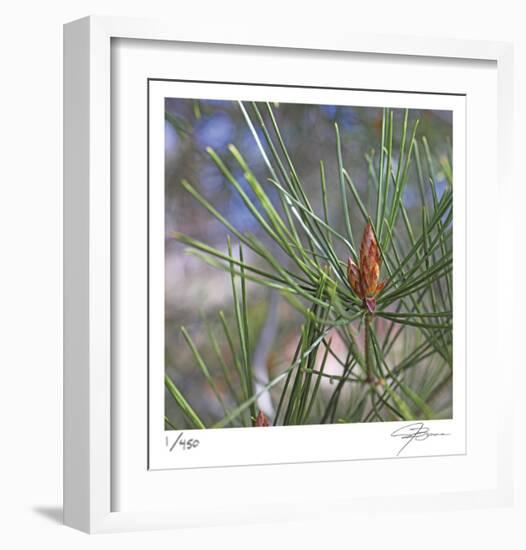 Pine Bud-Ken Bremer-Framed Limited Edition