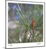 Pine Bud-Ken Bremer-Mounted Limited Edition