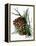 pine cone copy brochure-Debbi Wetzel-Framed Premier Image Canvas