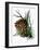 pine cone copy brochure-Debbi Wetzel-Framed Giclee Print