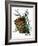 pine cone copy brochure-Debbi Wetzel-Framed Giclee Print