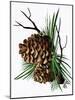 pine cone copy brochure-Debbi Wetzel-Mounted Giclee Print