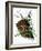 pine cone copy brochure-Debbi Wetzel-Framed Giclee Print