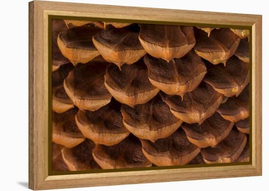 Pine Cone I-Kathy Mahan-Framed Premier Image Canvas