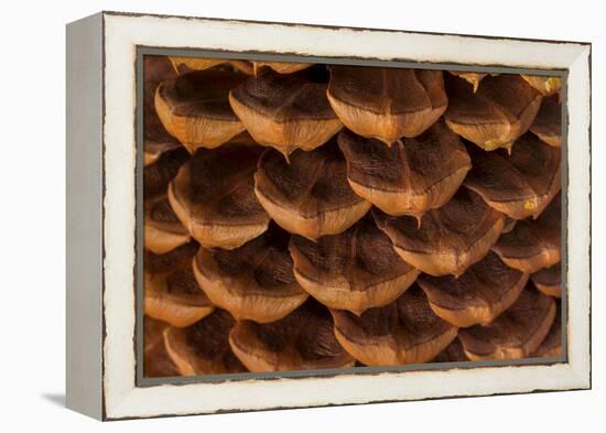 Pine Cone I-Kathy Mahan-Framed Premier Image Canvas