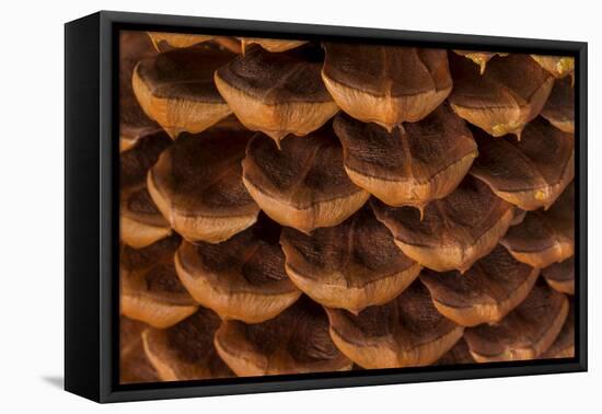 Pine Cone I-Kathy Mahan-Framed Premier Image Canvas