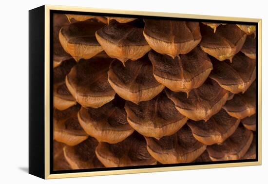 Pine Cone I-Kathy Mahan-Framed Premier Image Canvas