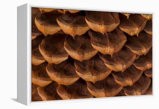 Pine Cone I-Kathy Mahan-Framed Premier Image Canvas