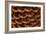 Pine Cone I-Kathy Mahan-Framed Photographic Print