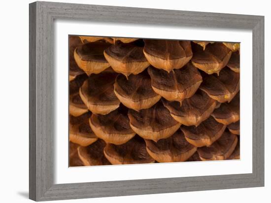 Pine Cone I-Kathy Mahan-Framed Photographic Print