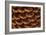 Pine Cone I-Kathy Mahan-Framed Photographic Print