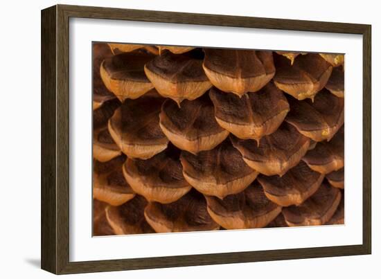 Pine Cone I-Kathy Mahan-Framed Photographic Print