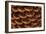 Pine Cone I-Kathy Mahan-Framed Photographic Print