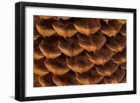 Pine Cone I-Kathy Mahan-Framed Photographic Print