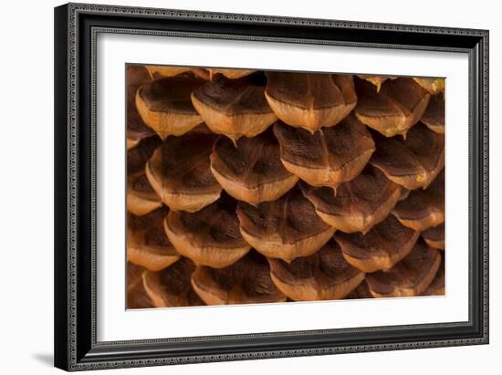 Pine Cone I-Kathy Mahan-Framed Photographic Print