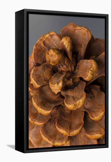 Pine Cone III-Kathy Mahan-Framed Premier Image Canvas