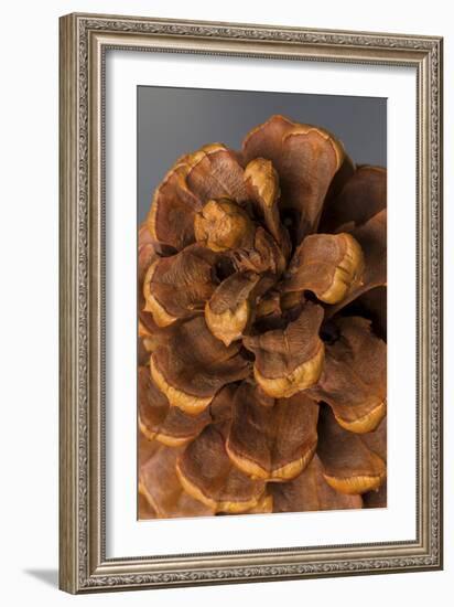 Pine Cone III-Kathy Mahan-Framed Photographic Print