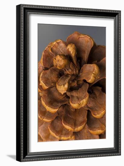 Pine Cone III-Kathy Mahan-Framed Photographic Print