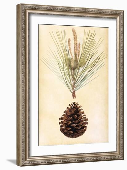 Pine Cone III-null-Framed Art Print