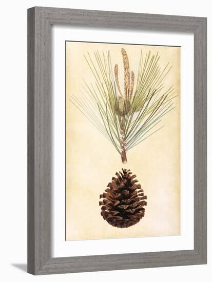 Pine Cone III-null-Framed Art Print