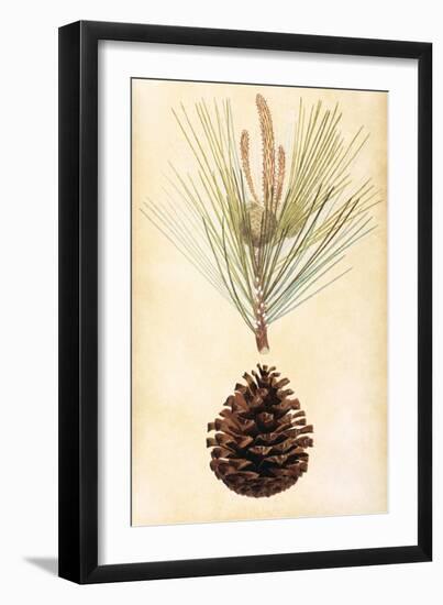 Pine Cone III-null-Framed Art Print