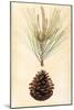 Pine Cone III-null-Mounted Art Print