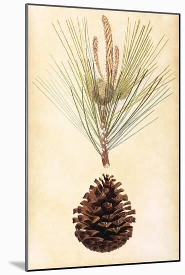 Pine Cone III-null-Mounted Art Print