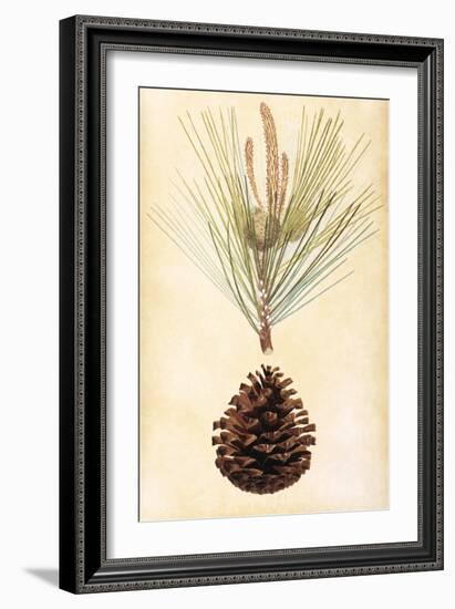 Pine Cone III-null-Framed Art Print