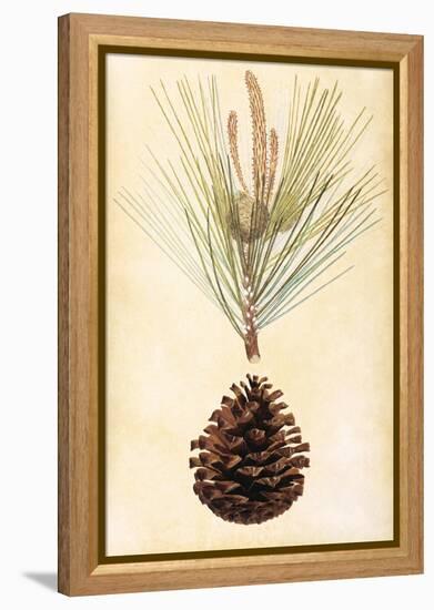 Pine Cone III-null-Framed Stretched Canvas