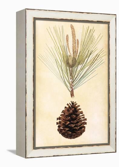 Pine Cone III-null-Framed Stretched Canvas