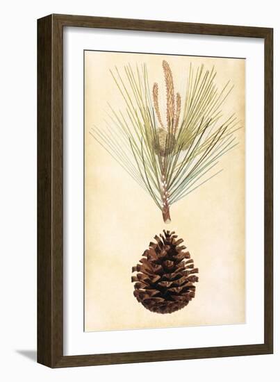 Pine Cone III-null-Framed Premium Giclee Print