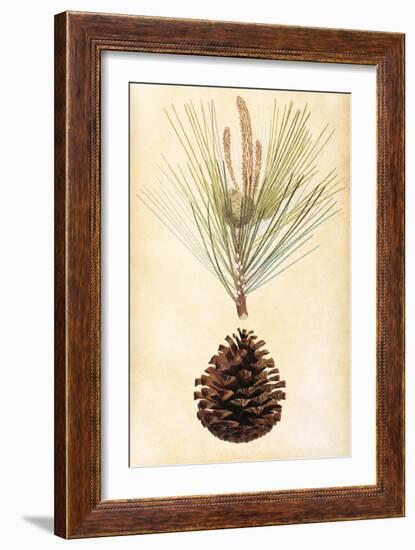 Pine Cone III-null-Framed Premium Giclee Print