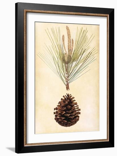 Pine Cone III-null-Framed Premium Giclee Print