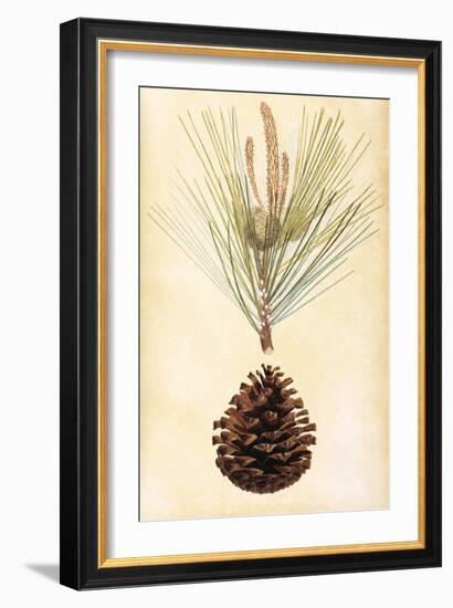 Pine Cone III-null-Framed Premium Giclee Print