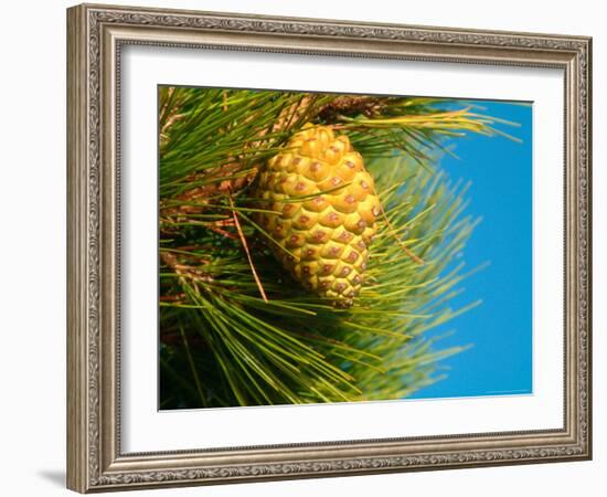 Pine Cone in Tree, New Zealand-William Sutton-Framed Photographic Print