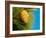 Pine Cone in Tree, New Zealand-William Sutton-Framed Photographic Print